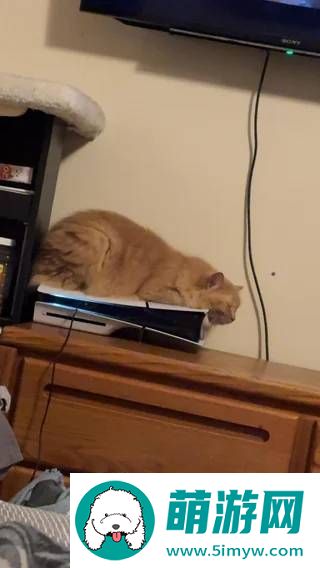 猫猫趴在PS5上不愿离开！玩家