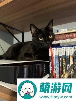 猫猫趴在PS5上不愿离开！玩家