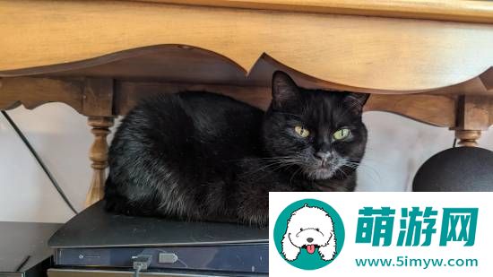 猫猫趴在PS5上不愿离开！玩家