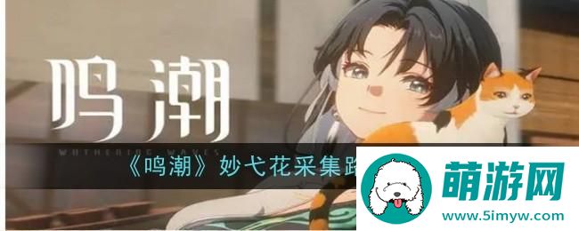 《鸣潮》妙弋花采集路线攻略